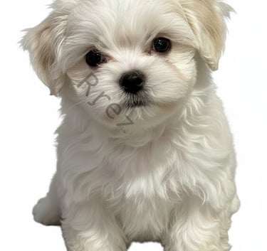 a white puppy dog sitting on a white background