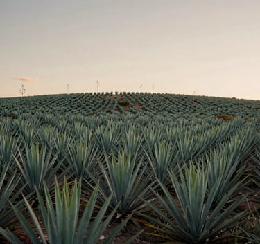 The beautiful agave fields of Jalisco at dawn, minimalist landscape, soft light green and beige tones, serene and expansive atmosphere.
