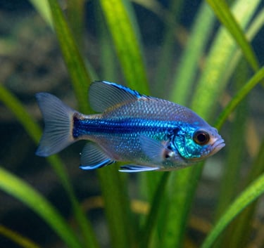 Close-up of a colorful tropical fish swimming through a dense forest of aquatic plants. The lighting is ethereal, highlighting shades of #3A6C66 and #94B5A5 in the plants and scales, capturing a thriving aquatic ecosystem.