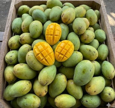 Supplier Mangga Grosir Jakarta
