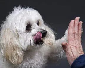 maltipoo breeding 