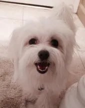 maltipoo-flea-protection