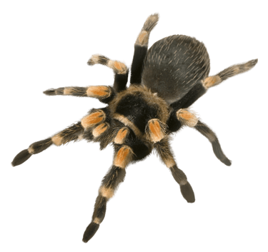 peurs-et-phobies-hypnose-hypnoosia.fr