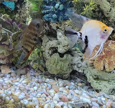 Angel fish & Bolivian Ram -Pet Den