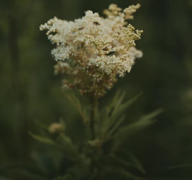 Biostimulant Reine des Prés