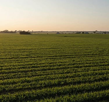 A professional wide-angle photograph of an agricultural landscape in a Latin American region at dawn, emphasizing the vast scale of the fields with a clean, modern, and serious atmosphere.