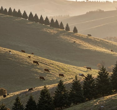 A wide, scenic shot of a rolling hill farm at sunrise. On the slopes, rows of dark green Christmas trees are visible, while in a separate pasture, beef cattle graze peacefully. The lighting is soft and misty, incorporating #F4F0E7 and #2C3A2D. The composition evokes reliability and natural beauty.
