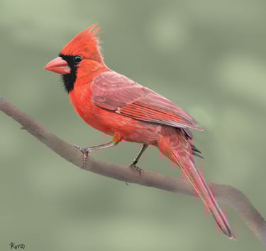 Northern Cardinal  on a branch