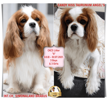 Sleepysong CKCS Litter ''A'' 