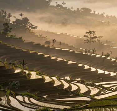 A breathtaking landscape shot of Indonesian rice terraces at sunrise, with soft golden light and mist, symbolizing the heritage and fertile potential of the land.