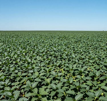 A vast, productive green soybean field under a bright blue sky, deep green foliage, South American / Brazilian agriculture landscape, clean and professional composition.
