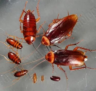 ult cockroaches, nymphs, and eggs displayed together, showing the full infestation cycle 
