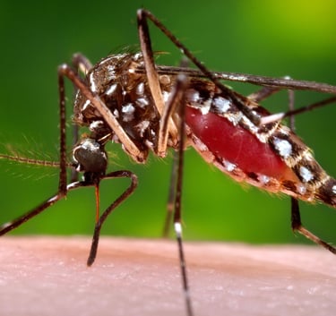 Close-up of a mosquito feeding on human skin, abdomen swollen with blood