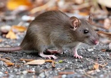 "Brown rat standing on gravel with dry leaves, a common rat posing health and sanitation risk