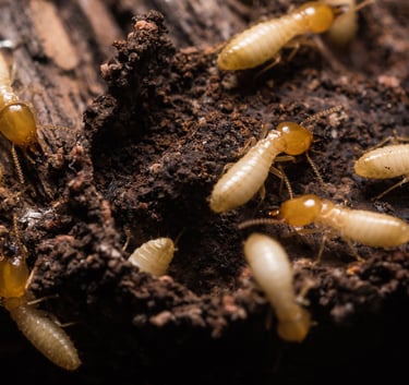 Close-up of termites with pale bodies and orange-brown heads crawling on decaying wood and soil,