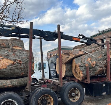 tree removal new jersey