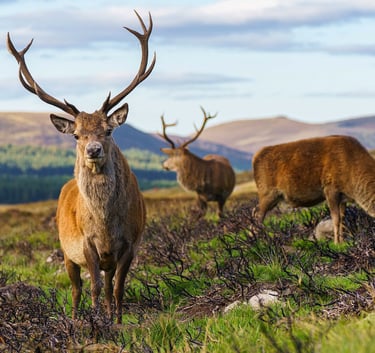 a herd of deers grazing in the grass