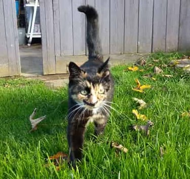 Amber walking towards the camera