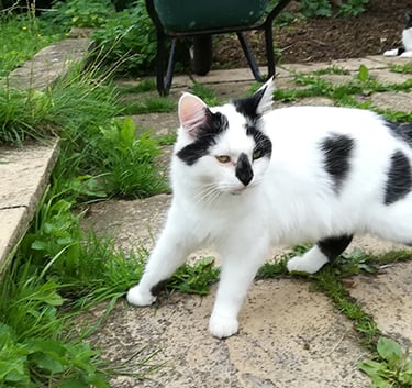 Cookie caught going forwards and backwards at the same time!