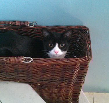 Beautiful Hector sitting in a wicker basket