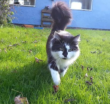 Pickles, our long haired black and white cat walking towards the camera.