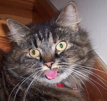 Tabitha in classic pose with her tongue out!