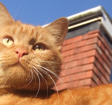Tiga looking over the top of the camera on a warm sunny day