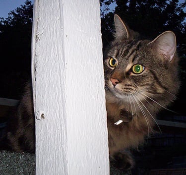 Toffee looking out from behind a wooden post