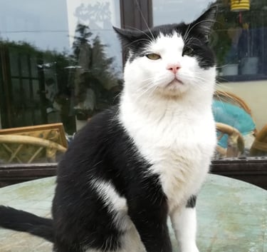 Tommy sitting proud, such a big boy!
