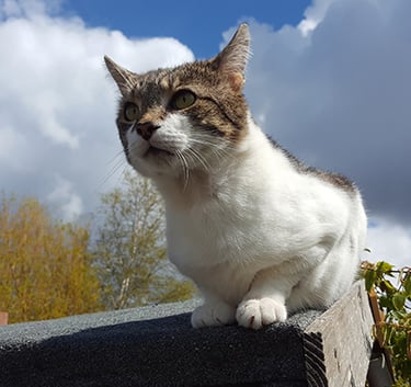 Wilbur on the shed roof looking out towards eternity.