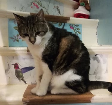Winnie looking inquisitive whilst on the decorated staircase