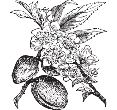 collection praliné MZ Pâtisserie YVELINES
