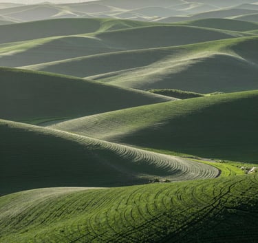 A wide-angle landscape of rolling North American hills with meticulously planned organic crop fields, soft hazy morning light, a palette of deep forest green and light sage, sophisticated and clean composition.