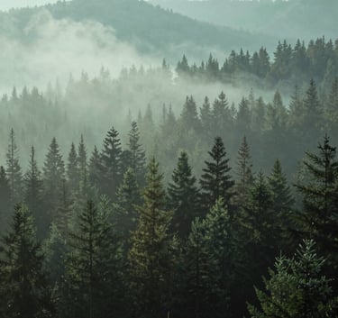 A serene North American forest landscape during a misty morning, soft pale mint and dark teal hues in the distance, high-quality photography capturing a calm and empowering atmosphere.