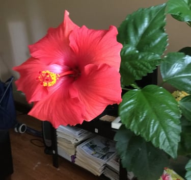 A red flower in a vase on a table
