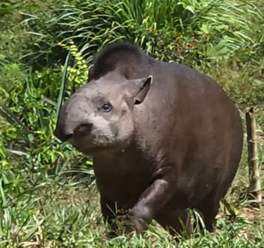 Tapir