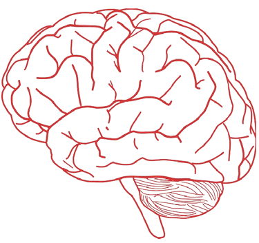 Human Brain.