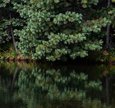 A calm, still pool of water reflecting the pine green needles of a Douglas fir tree in a North American / US forest, conveying natural serenity and peace.