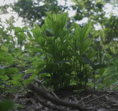 Vibrant green saplings growing from the forest floor with sunlight filtering through leaves.