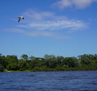 A white bird flies over a tropical river lined with dense green jungle trees under a blue sky.