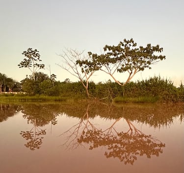 Tropical trees reflecting in a calm river during a serene sunset in the Amazon rainforest.