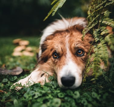 Border collie a földön fekszik a növények között