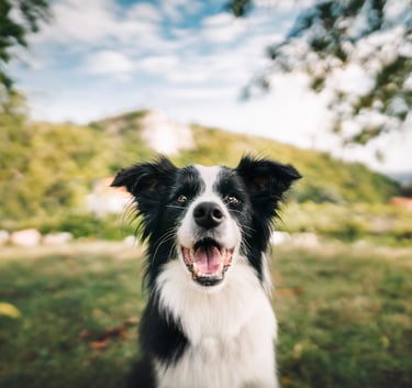 Border collie a kamerába néz