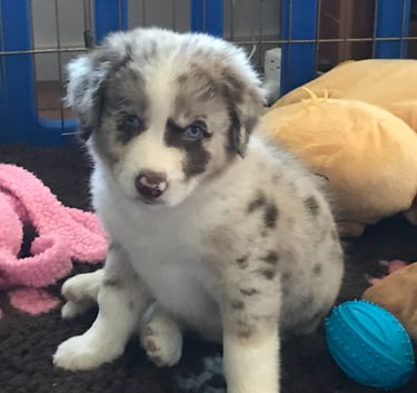tri chocolate merle border collie puppies 