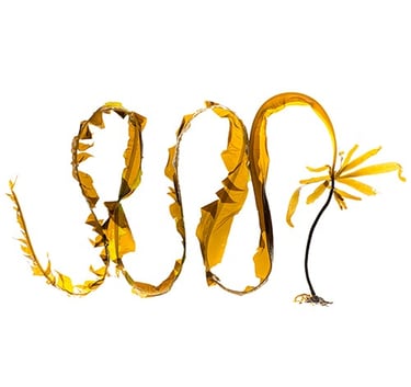 Alaria esculenta