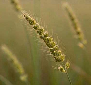 Close-up macro photography of high-quality Rhodes grass with a soft-focus background, highlighting the natural textures and golden-green hues, North American setting.