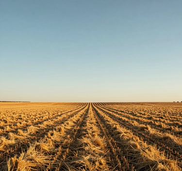 Professional photography of a sun-drenched Southwestern agricultural landscape at golden hour, featuring neat rows of harvested straw against a clear sky, clean and airy composition.