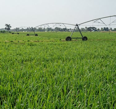 Lush green South Asian agricultural fields with a modern irrigation system under a bright sky, conveying growth, reliability, and expertise in farming.