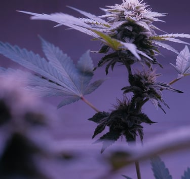 maquinário pós-colheita cannabis medicinal