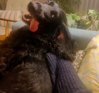 a dog is sitting on a couch with his tongue out